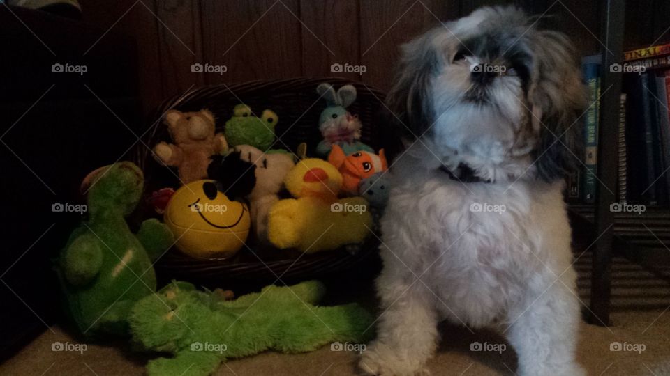 dog and his toys