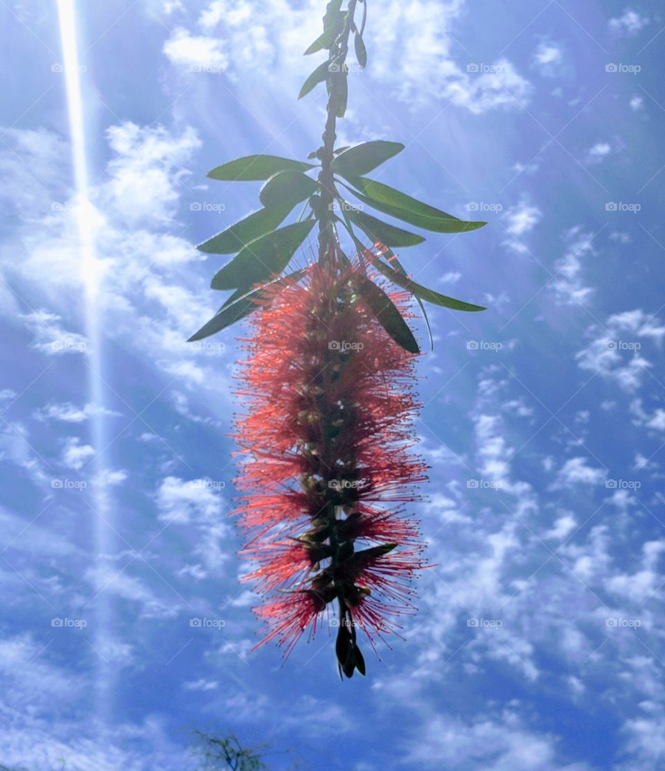 bottlebrush flower
