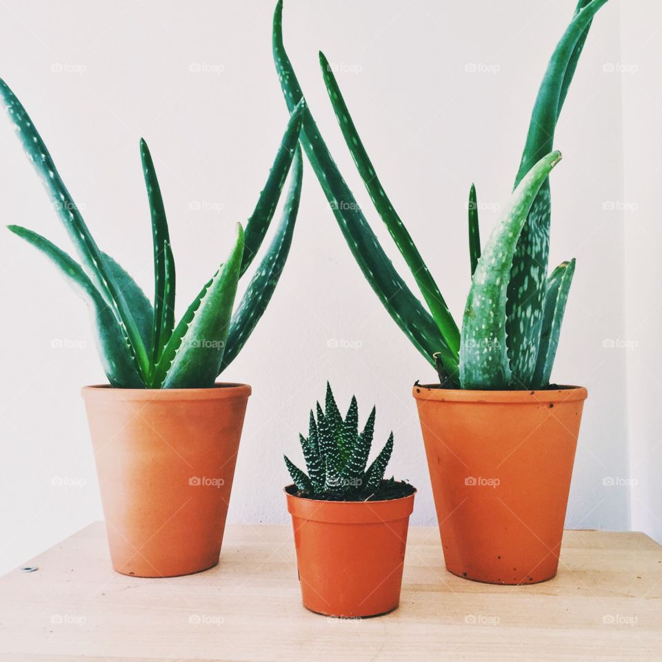 Roses are red, #Aloe is green
I can't rhyme, sorry. 