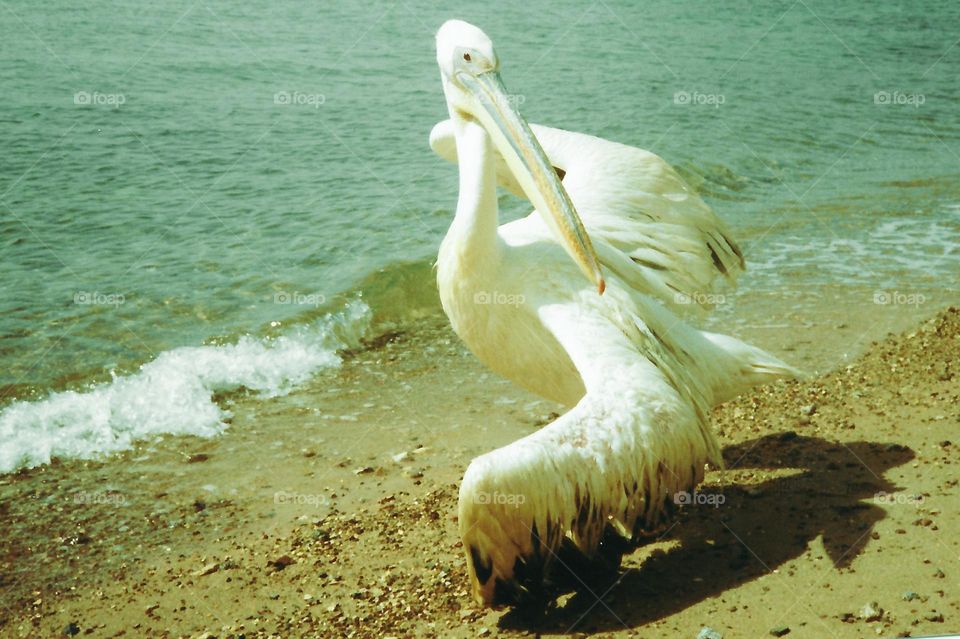 A Great White Pelican stopping for a rest and a meal in Israel during spring migration to Europe from Asia or Africa. This huge pelican, 7-11 ft wingspan, was not afraid to roam along a busy beach but warily watched the crowds.