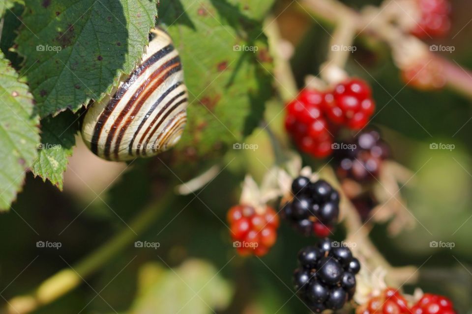 Striped snail on raspberry tree