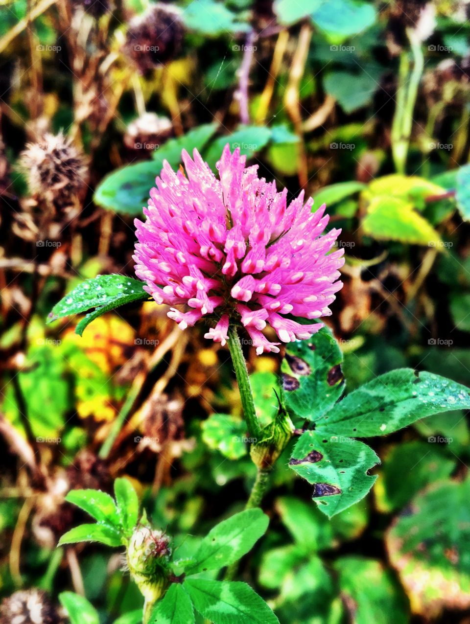 Close up of tiny pink wild flower with dew growing in the woods. 