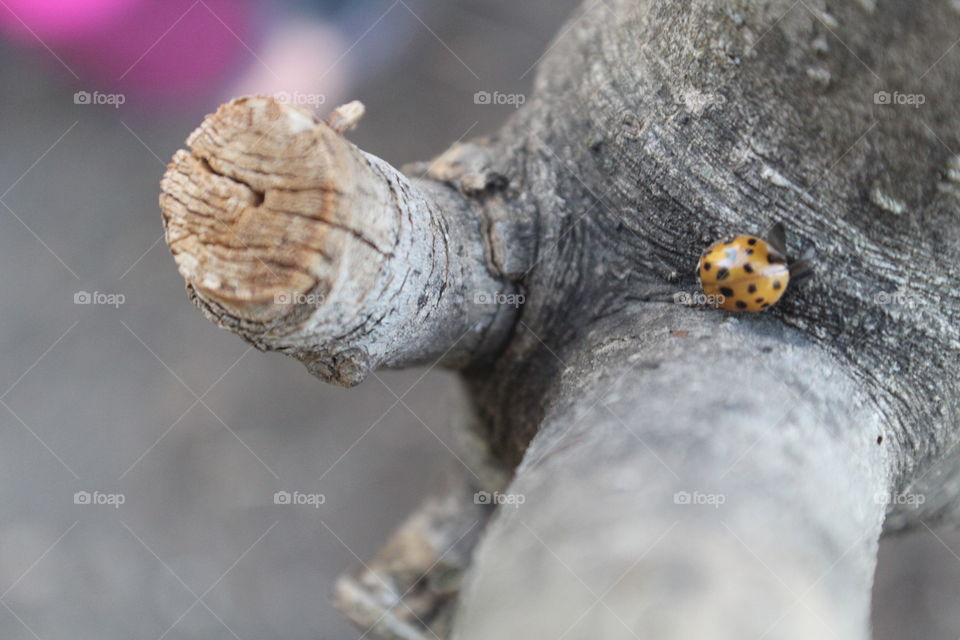 Ladybug on a branch