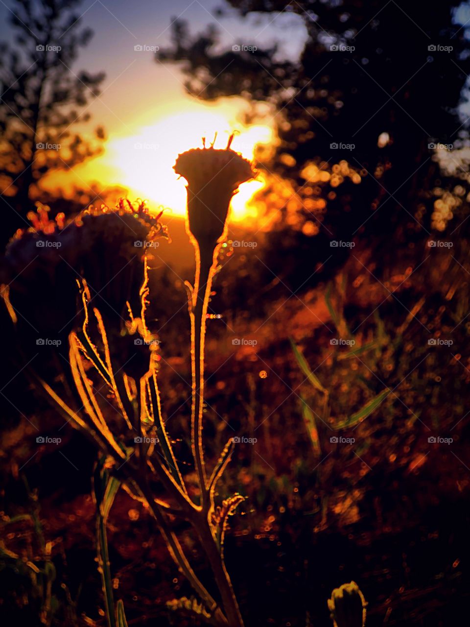 Weed at sunset 