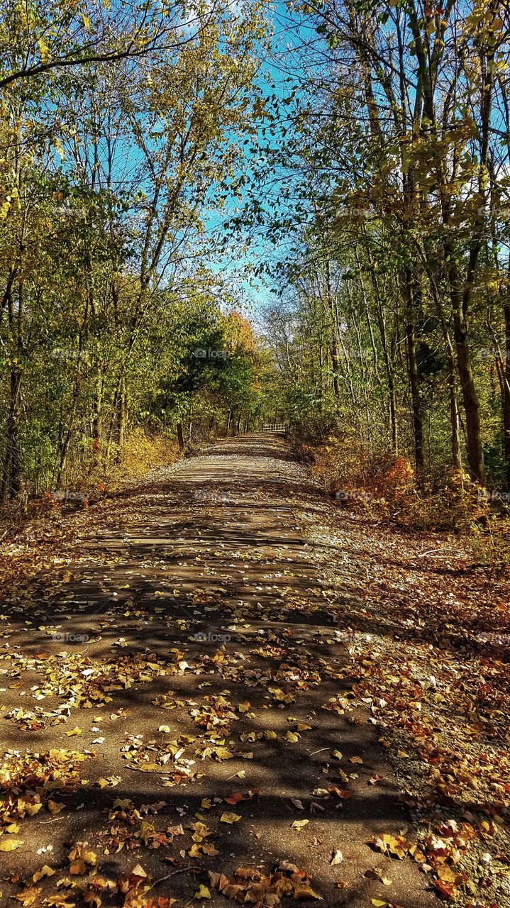 Cardinal Trail, Indiana early fall.