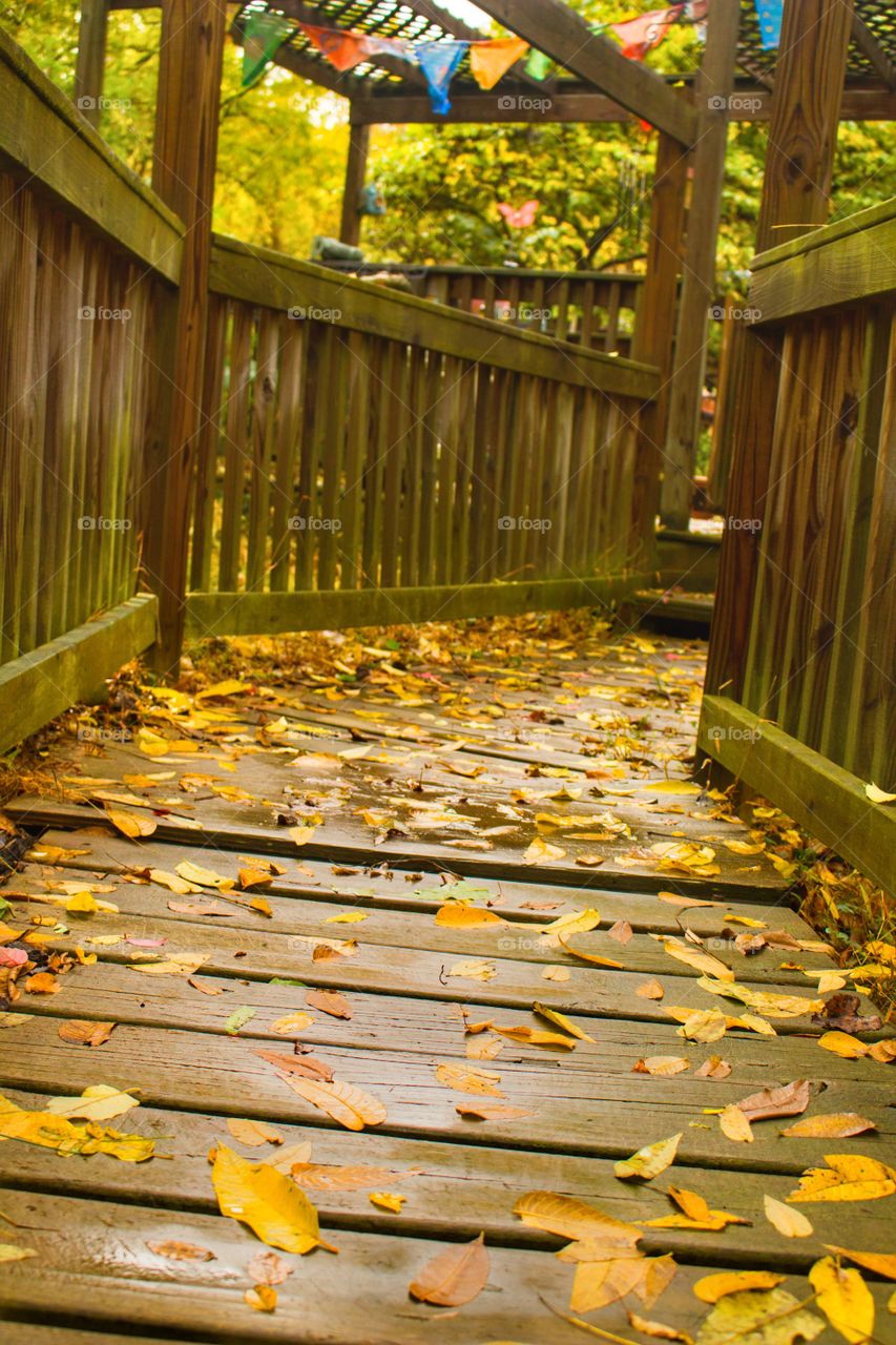 Leaf covered walkway in the Autumn.