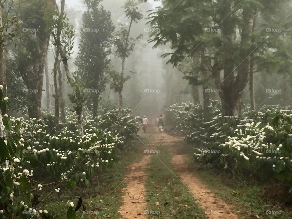 Walking path by the coffee seasonal flowers - misty mornings