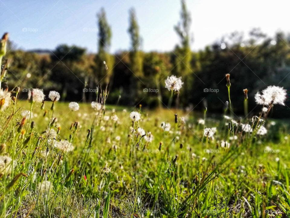 Flower field, Portugal