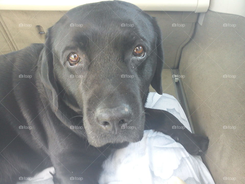 Dog in car. My dearly departed labrador, named Hamlet
2004/30/01-2015/07/30
Forever loved, forever missed