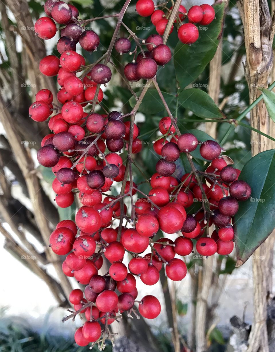 Close-Up Cluster of Berries