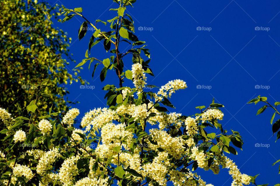 branch of a blossoming tree against a blue sky