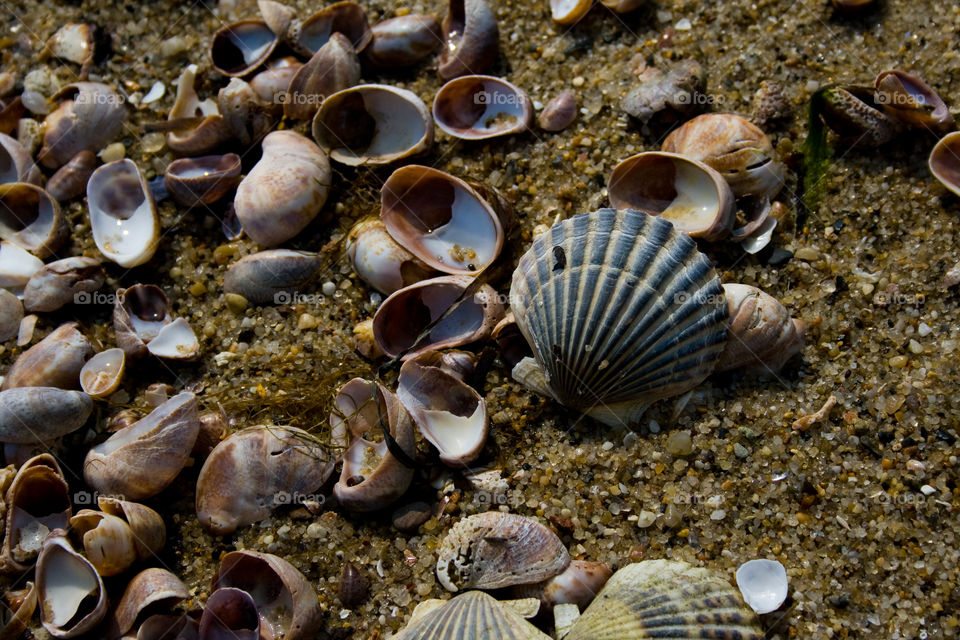Sand and shells