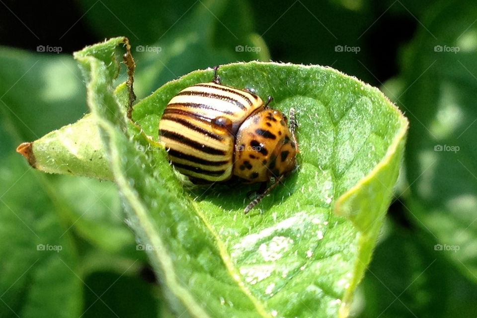 summer leaf beetle potato by miowan