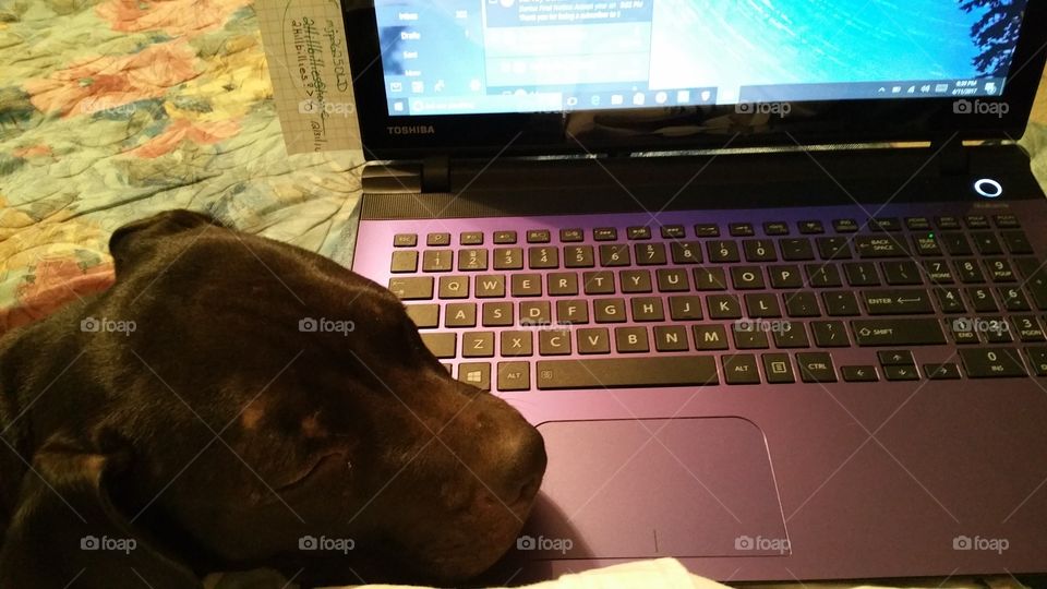 Pitt bull puppy laying on keyboard of laptop computer.