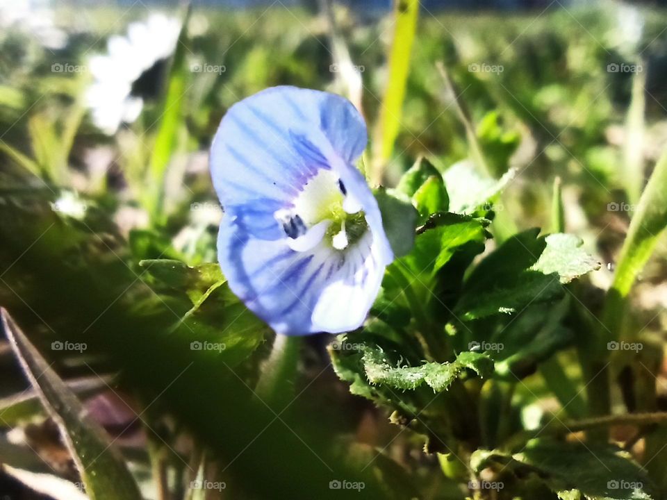 YENİ ÇİCEK AÇMIS BİR BİTKİ