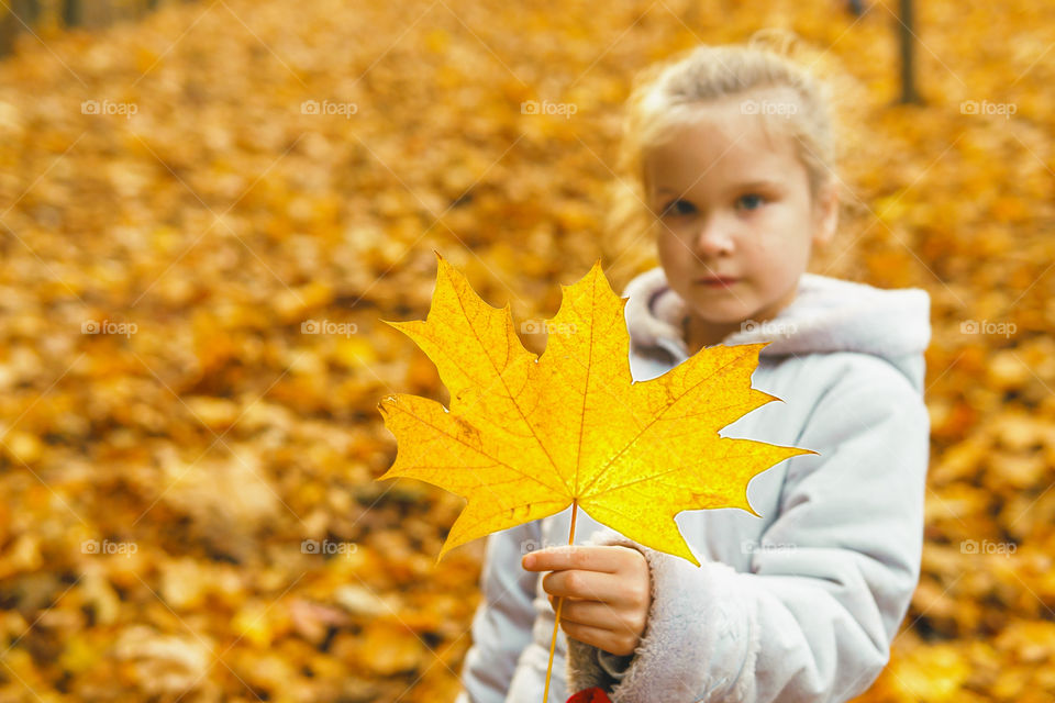 Yellow leaf of maple