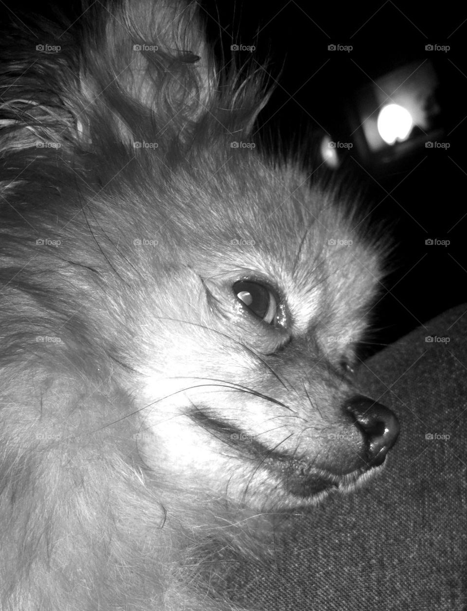 Funny Pomeranian looking like a Werewolf.