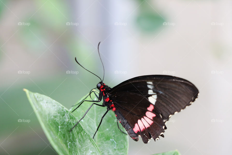 Close up of a dark winged butterfly