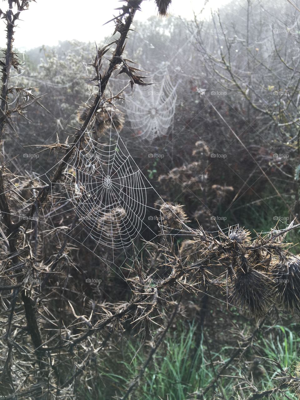 Dawn webs