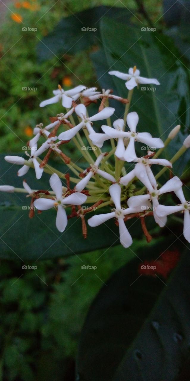 naturelove, white flowers, white love, flowers lover,