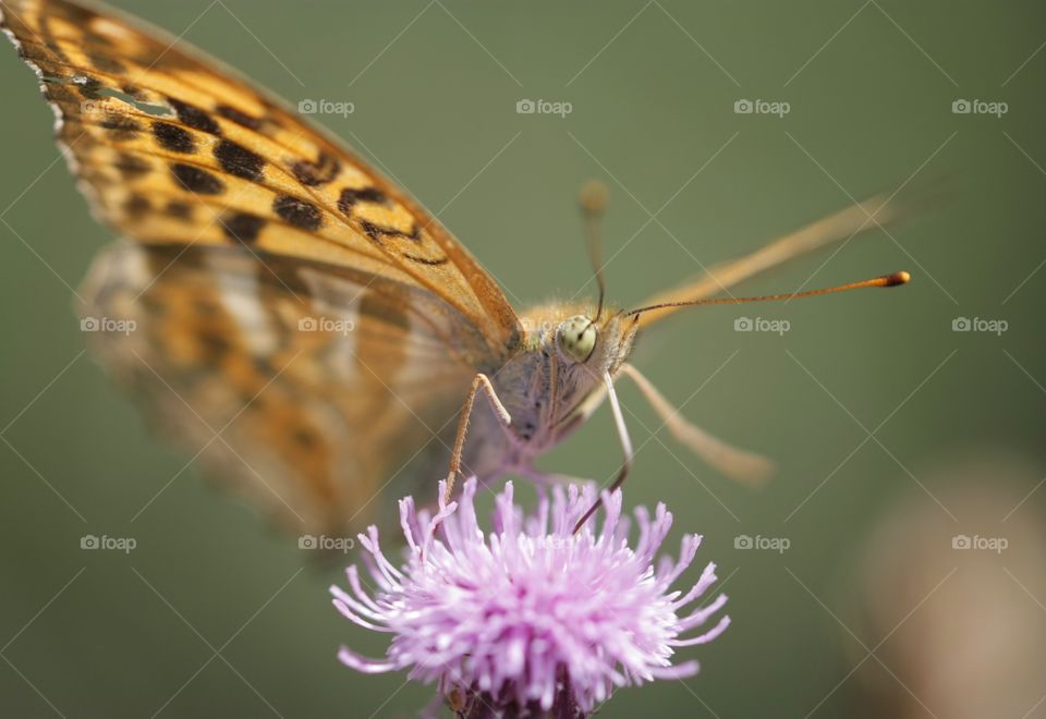 Butterfly on flower
