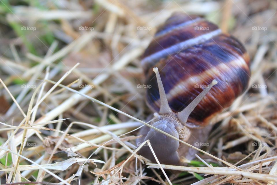 the smile of the snail