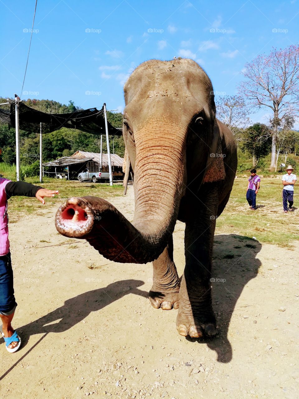 Thailand Elephant Sanctuary, Elephant