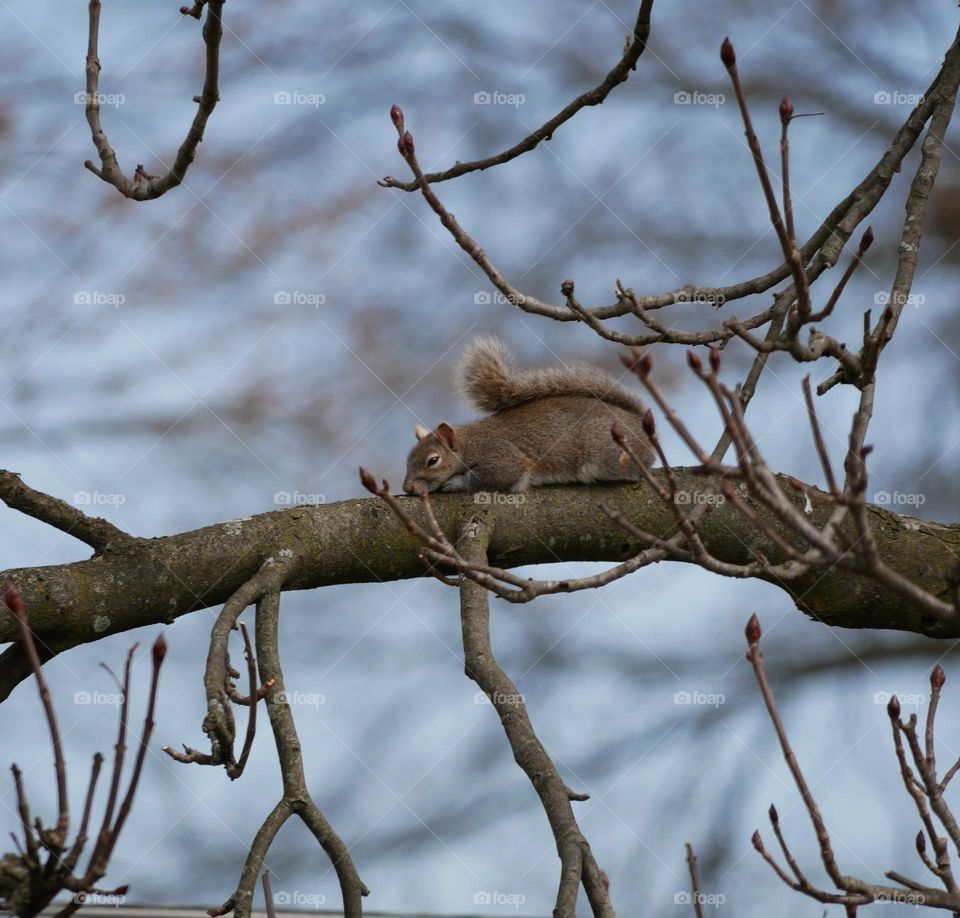 A squirrel hunkers down for a light nap, high up in a tree. 