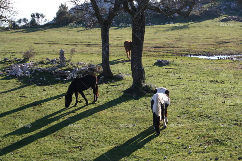 Horses on grass
