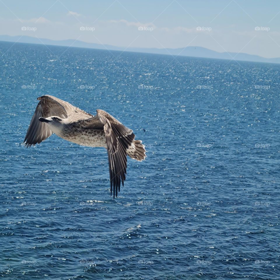 Soaring Seagull Over Serene Sea