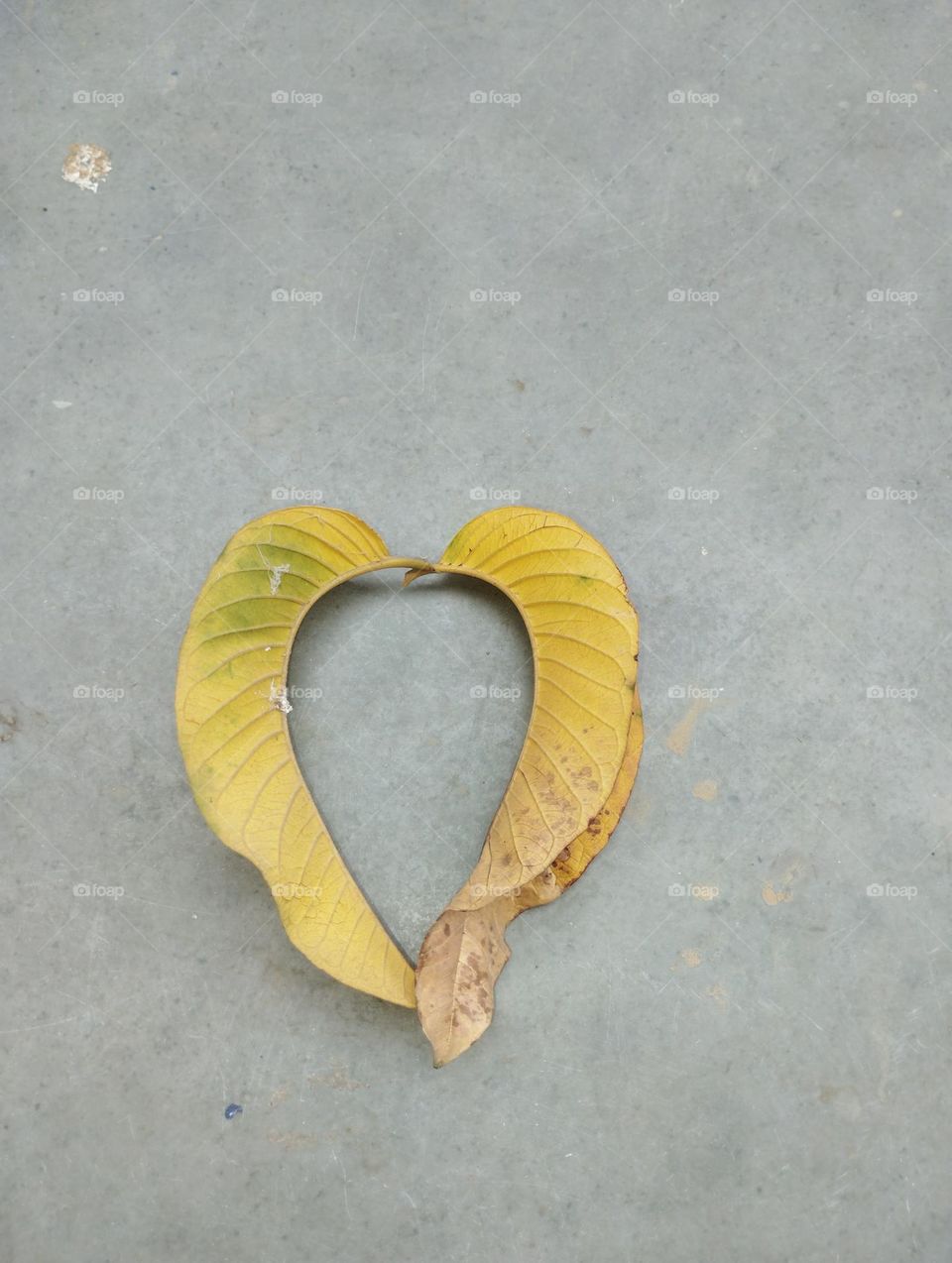 yellow leaf
