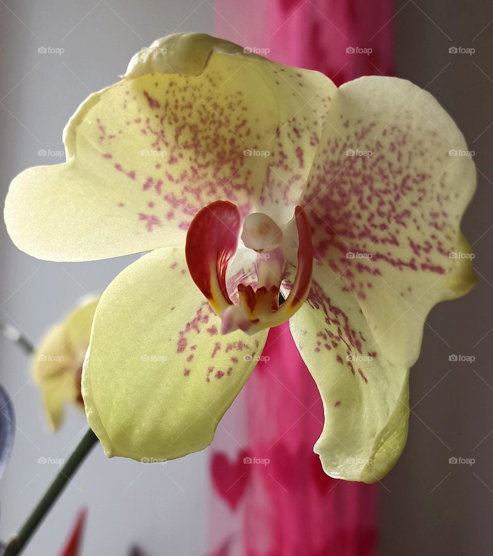 Flower colours, colour love