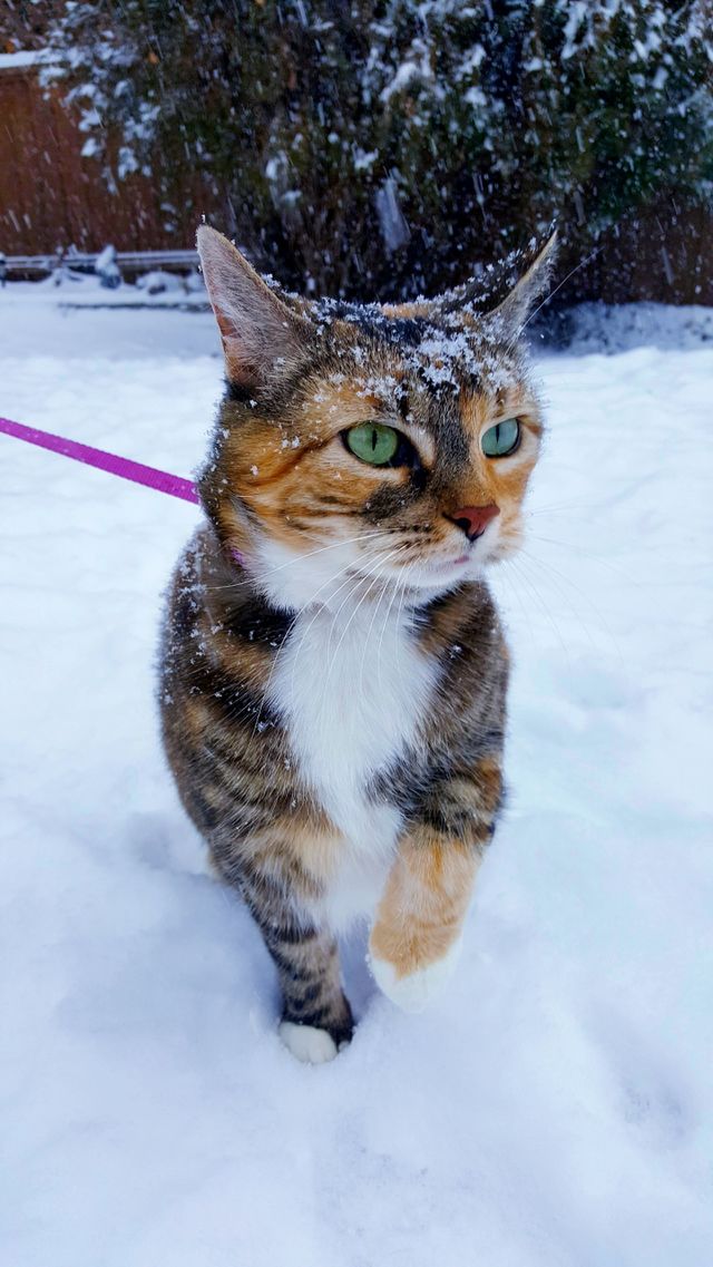 Snow Cat ❄🐈
Perfect Day For Playing With White Magic ☄