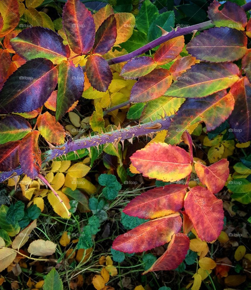 🎶 And I Think To Myself, 🍂🌈
What A Colorful World🎶 🎨📸