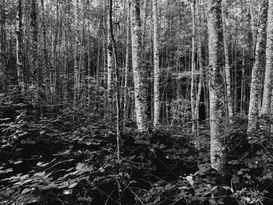 Olympic Peninsula Forest