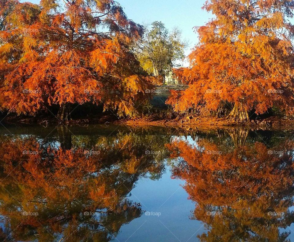 Cypress Trees in Fall