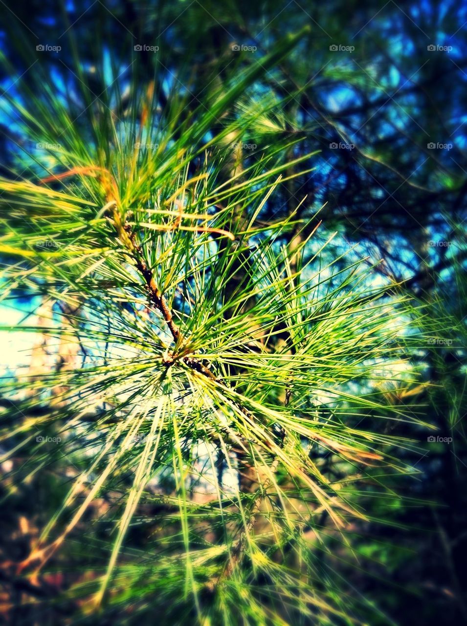 Pine Needles