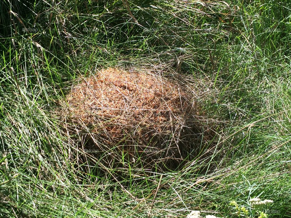 An ant nest
