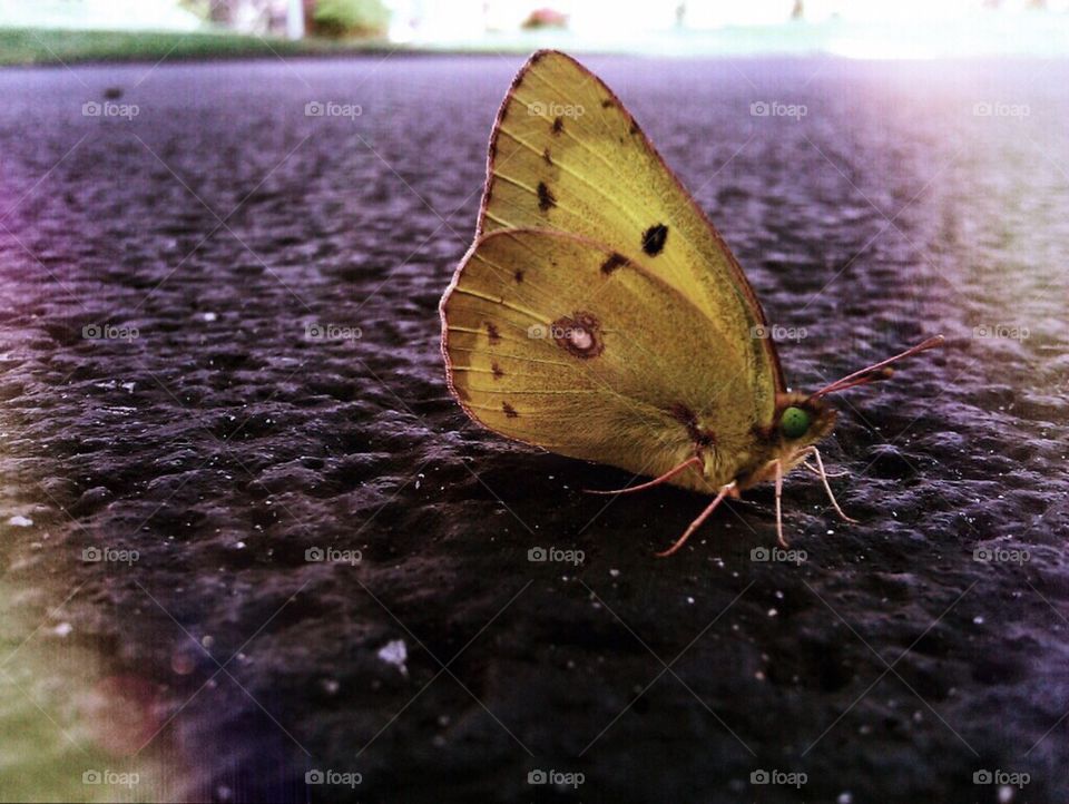 Yellow Butterfly