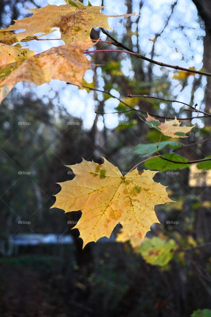 Autumn#colors#leaves