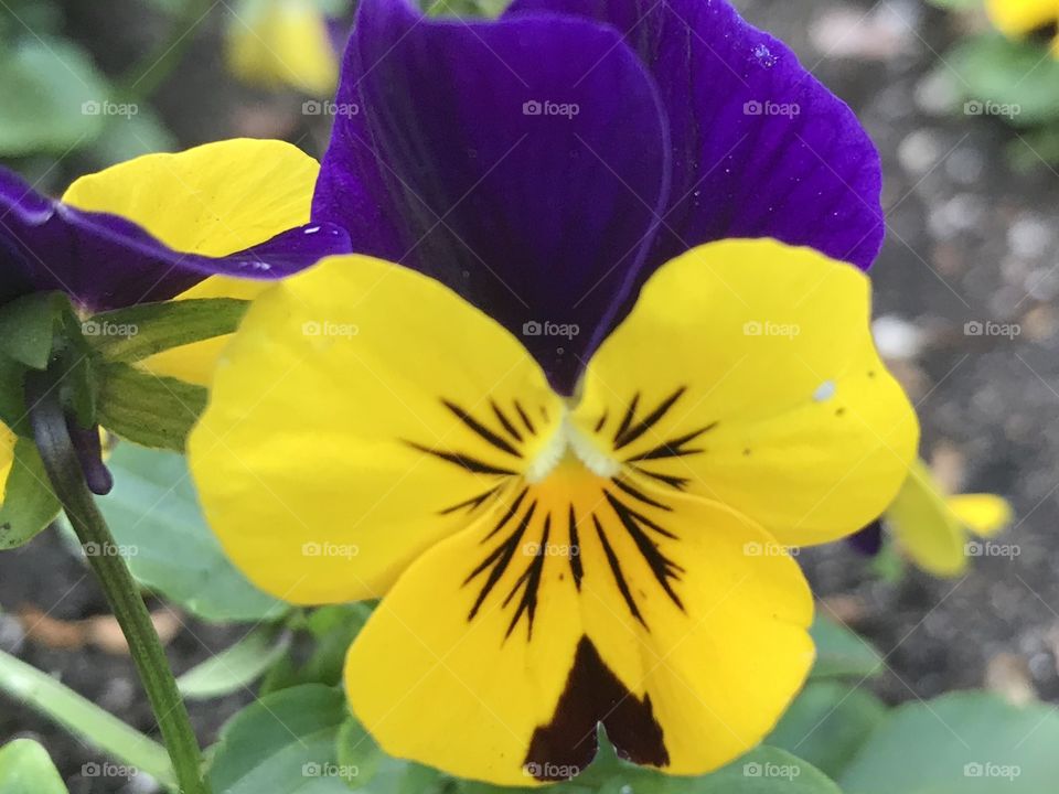 Pansy face