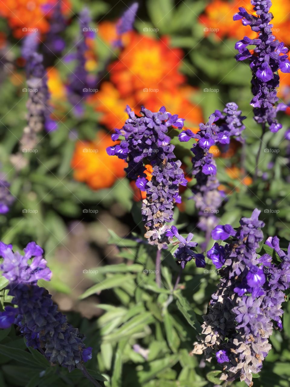 Purple flora with orange backdrop 