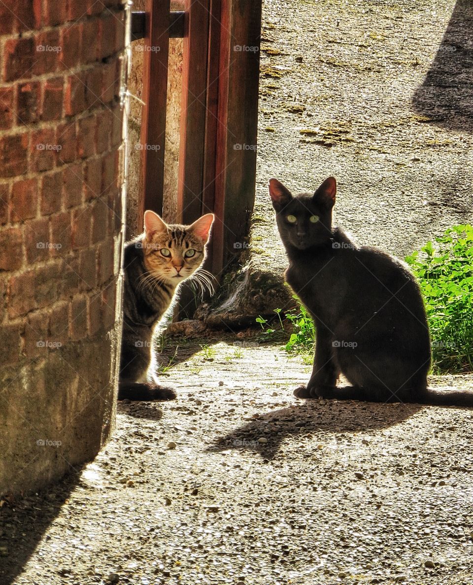 French cats Alsace