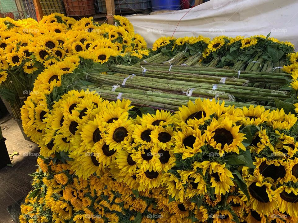 sunflowers 