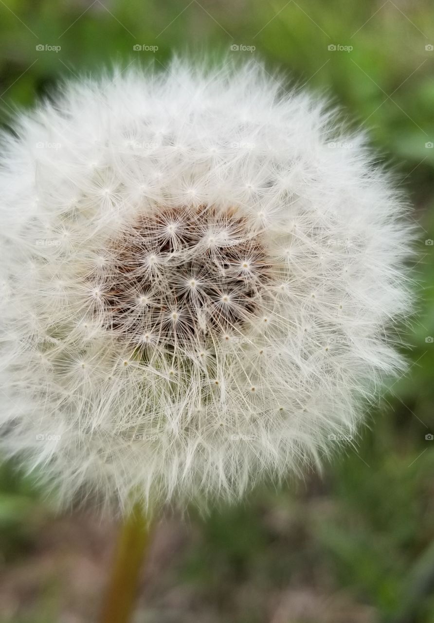 Dandelion hello