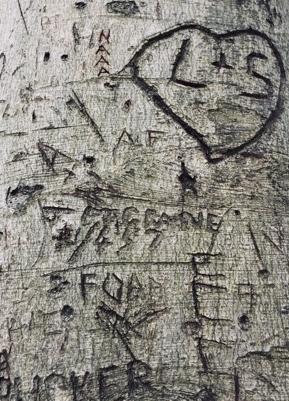 Messages ,initials and writing on the bark of a tree