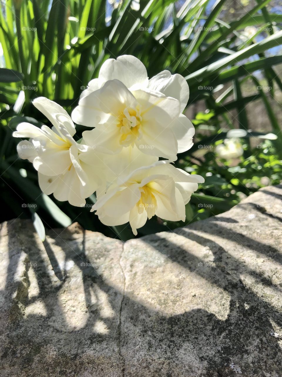 Daffodil blooms rocks and shadows 