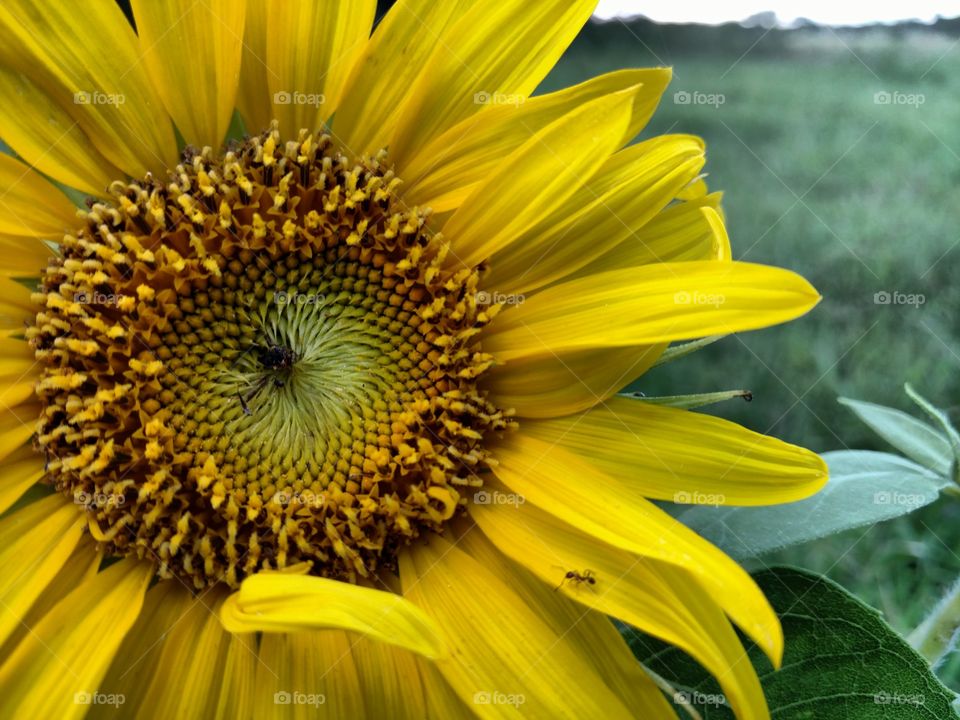 sunflower