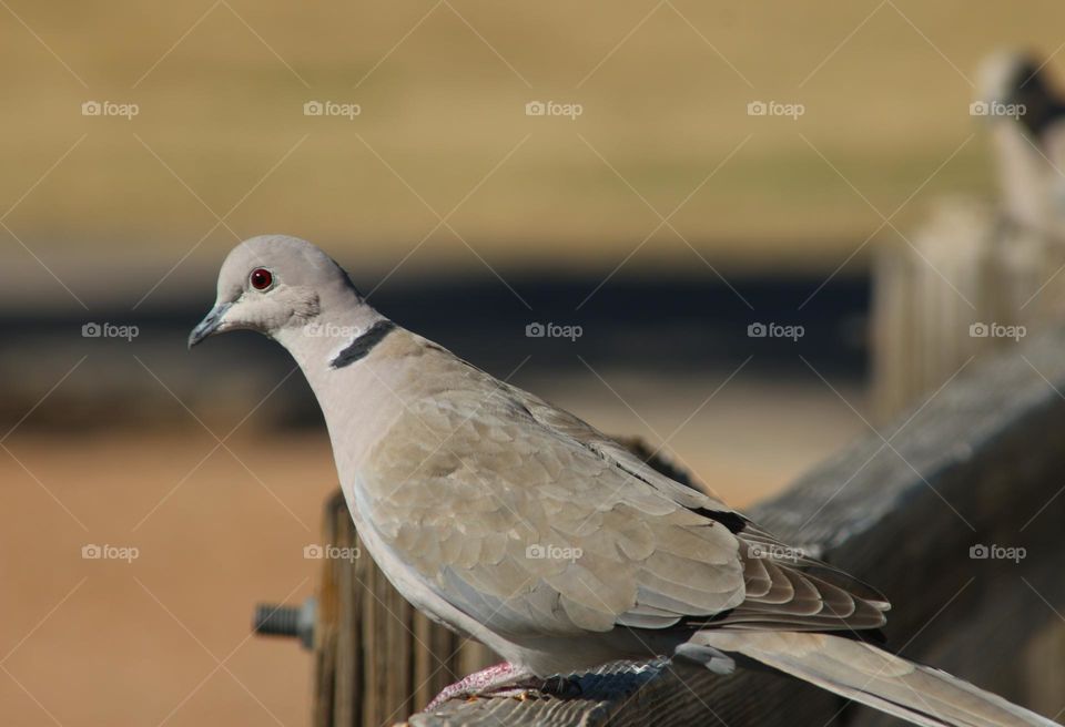 Dove Sitting on a Wooden Rail
