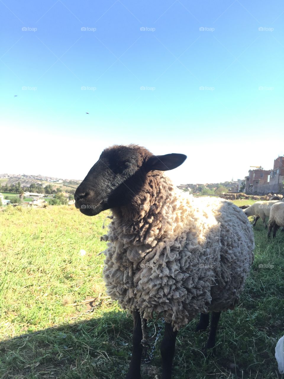 Sheep in Arequipa, Peru